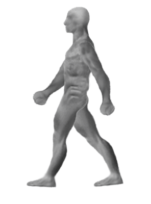 Walk-Cycle.gif|right